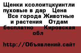 Щенки ксолоитцкуинтли пуховые в дар › Цена ­ 1 - Все города Животные и растения » Отдам бесплатно   . Кировская обл.